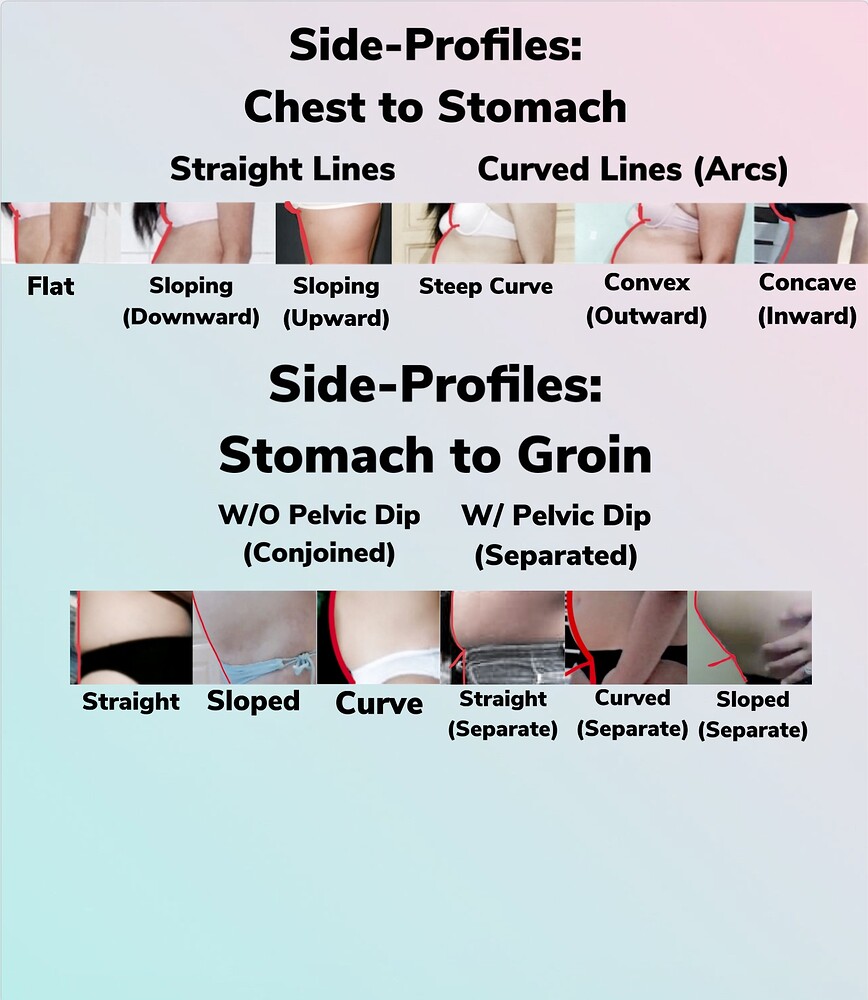 Need help creating a visual chart of different Belly Types, Shapes, and