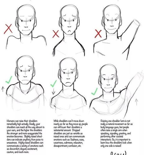 Shoulders